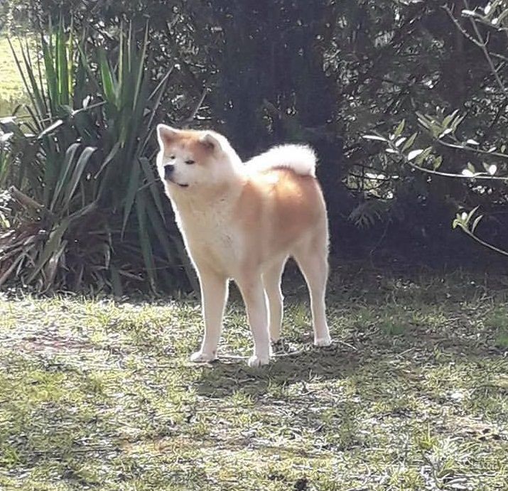 Oyuki No Asahi
