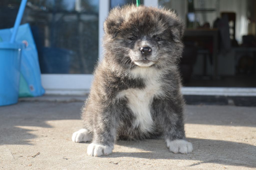 No Asahi - Akita - Portée née le 08/07/2020