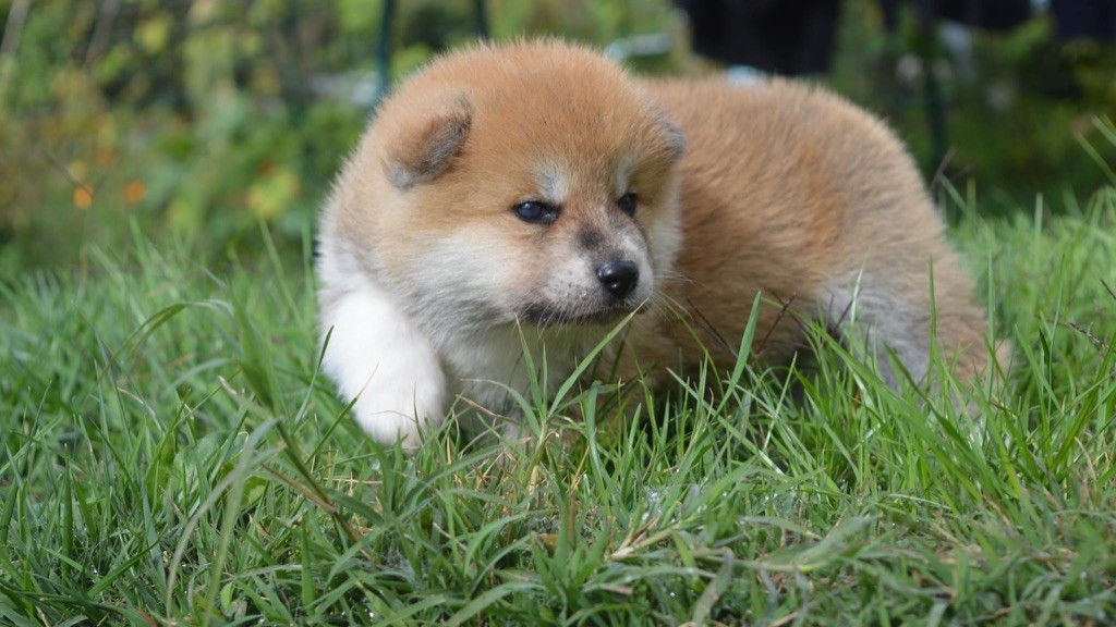 No Asahi - Akita - Portée née le 19/09/2022