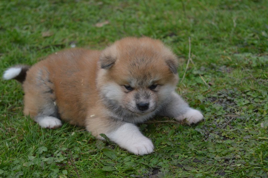 No Asahi - Akita - Portée née le 08/10/2020